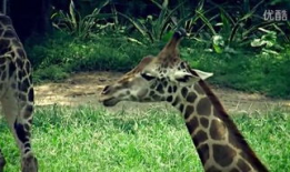 动物配种视频,自然繁衍的精彩瞬间揭秘